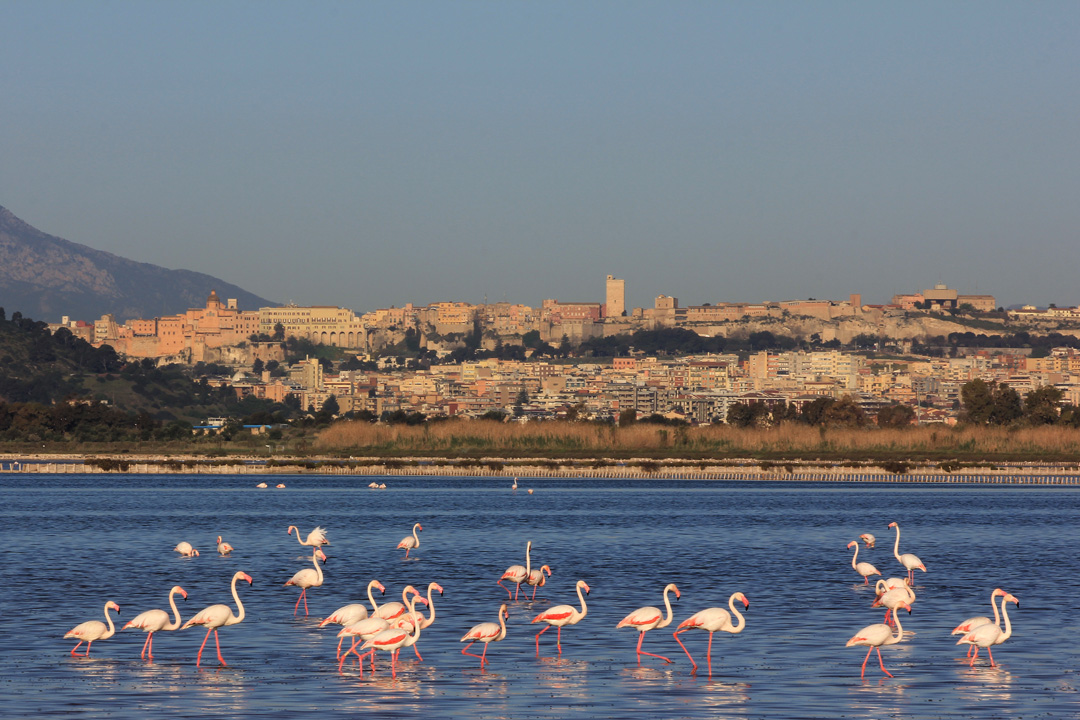 Cagliari-Fenicotteri